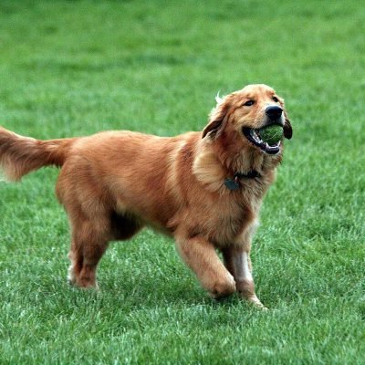 Golden_Retriever_with_tennis_ball